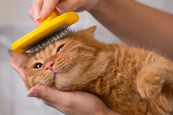 Cat grooming deals flea bath